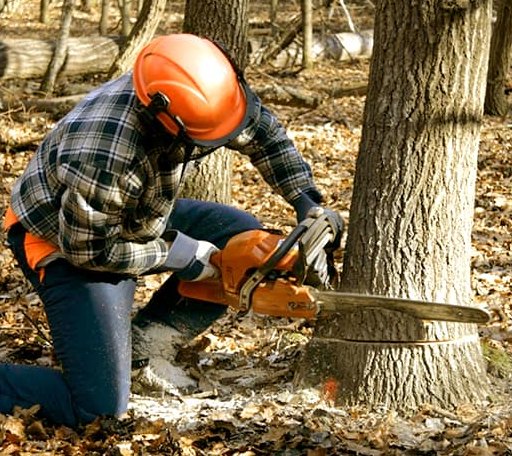 Tree Removal in Menlo, GA